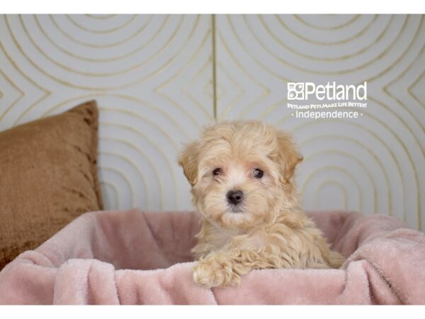 Maltipoo-Dog-Female-Cream-5728-Petland Independence, Missouri