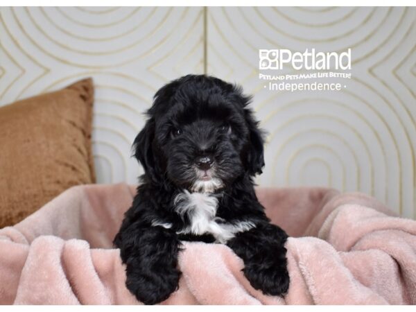 [#5729] Black White Markings Male Morkiepoo Puppies For Sale