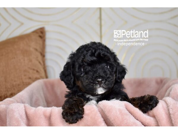 [#5730] Black Female Morkiepoo Puppies For Sale