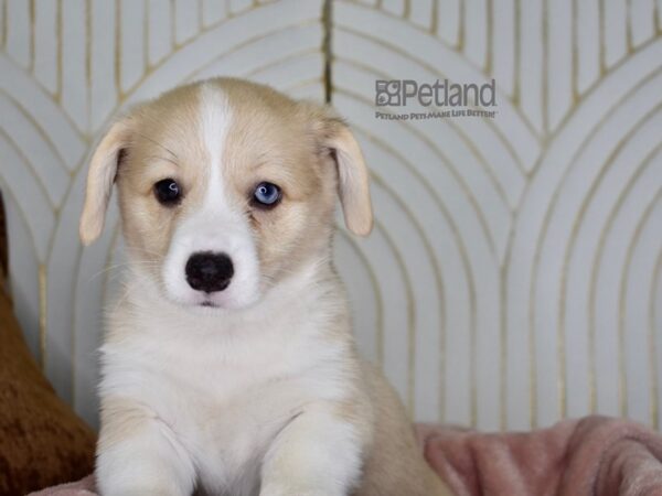 Pembroke Welsh Corgi-Dog-Female-CREAM & WHT-857-Petland Independence, Missouri