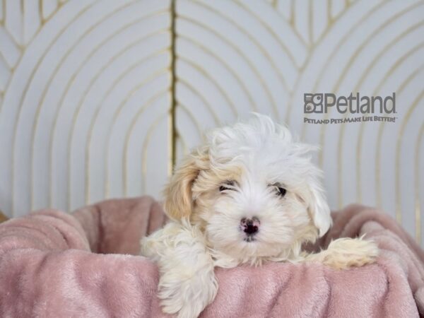 Maltipoo Dog Female TAN & WHITE 858 Petland Independence, Missouri