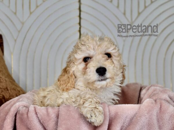 Miniature Goldendoodle Dog Female Golden 860 Petland Independence, Missouri