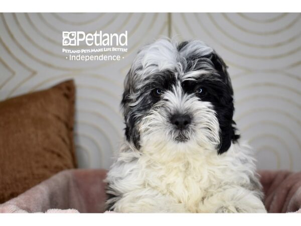 [#5731] Blue Merle Parti Male Shihpoo Puppies For Sale