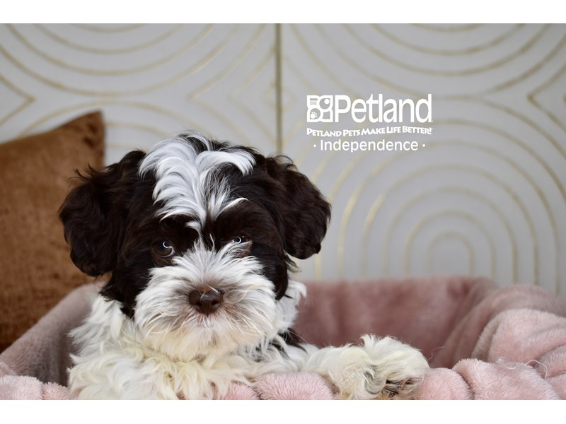 Shihpoo - 5732 Image #1