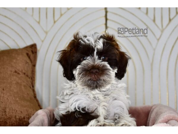 Shihpoo Dog Male 862 Petland Independence, Missouri