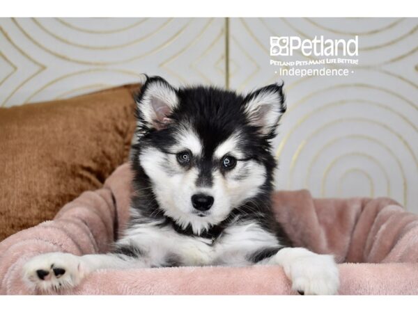 [#5735] Black & White Female Alaskan Klee Kai Puppies For Sale
