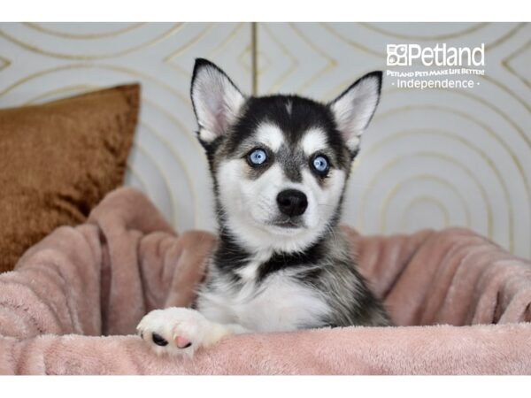 Alaskan Klee Kai-Dog-Female-Black & White-5734-Petland Independence, Missouri