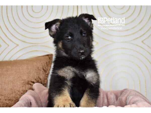 [#5741] Black & Tan Male German Shepherd Puppies For Sale