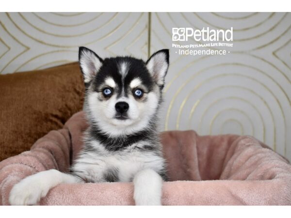 Alaskan Klee Kai-Dog-Female-Black & White-5733-Petland Independence, Missouri