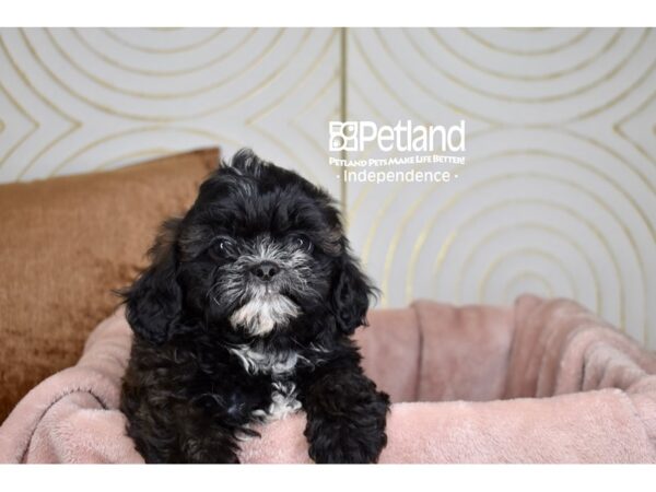 [#5738] Black Female Shihpoo Puppies For Sale