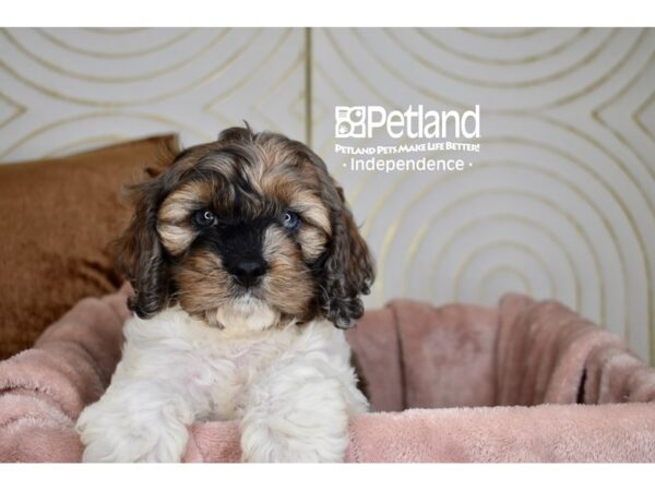 [#5739] Sable & White Male Cockapoo Puppies For Sale