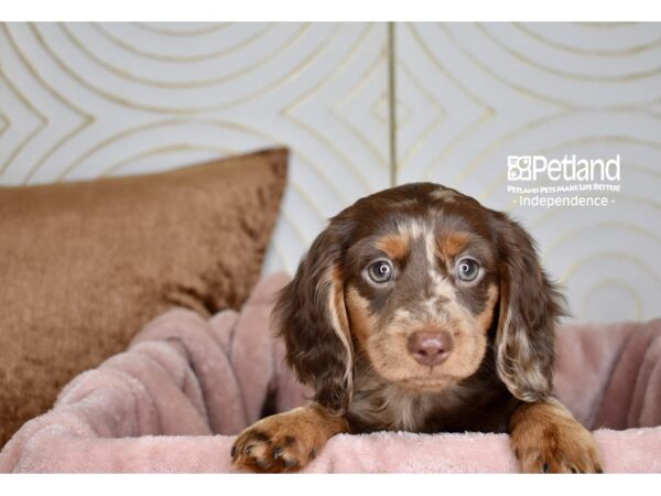 Dachshund Dog Female Chocolate & Tan Dapple Longhair 5748 Petland Independence, Missouri