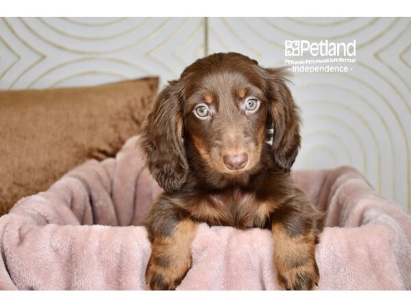 Dachshund Dog Female Chocolate & Tan Longhair 5747 Petland Independence, Missouri