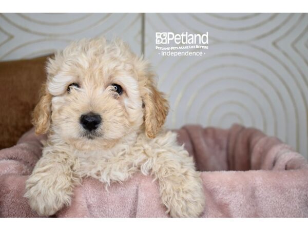 [#5745] Light Golden Female Miniature Goldendoodle Puppies For Sale