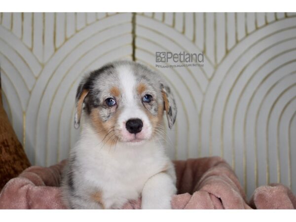 [#866] blue merle Male Pembroke Welsh Corgi Puppies For Sale