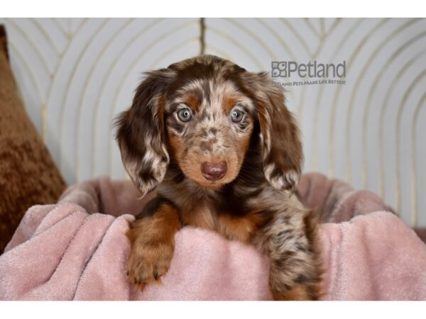 Dachshund-Dog-Female-Chocolate & Tan Dapple Longhair-865-Petland Independence, Missouri