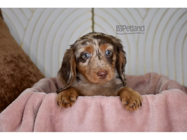 Dachshund-Dog-Female-Chocolate & Tan Dapple Longhair-864-Petland Independence, Missouri