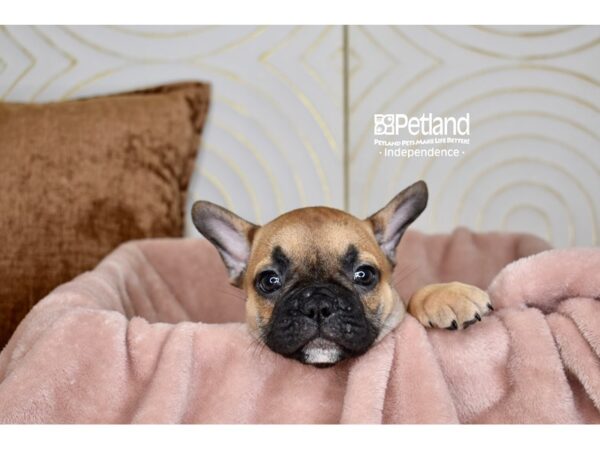 [#5753] Fawn Male French Bulldog Puppies For Sale