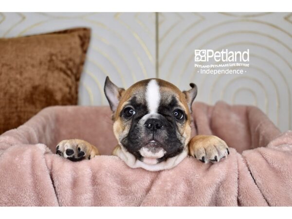 [#5752] Fawn Male French Bulldog Puppies For Sale