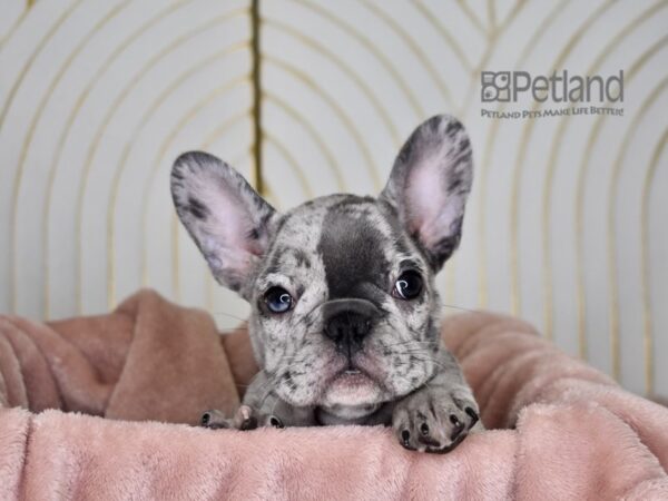 French Bulldog Dog Female Blue Merle 873 Petland Independence, Missouri