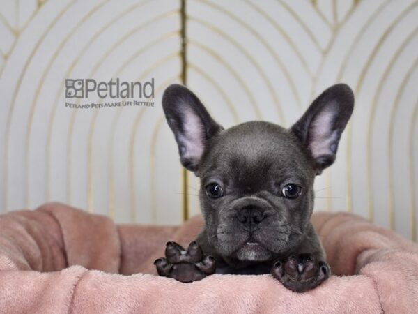 French Bulldog-Dog-Male-Blue-872-Petland Independence & Lee's Summit, MO