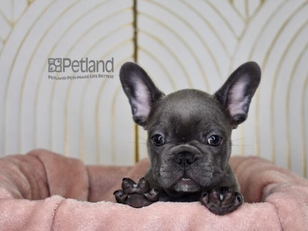 French Bulldog-Dog-Male-Blue-872-Petland Independence, Missouri