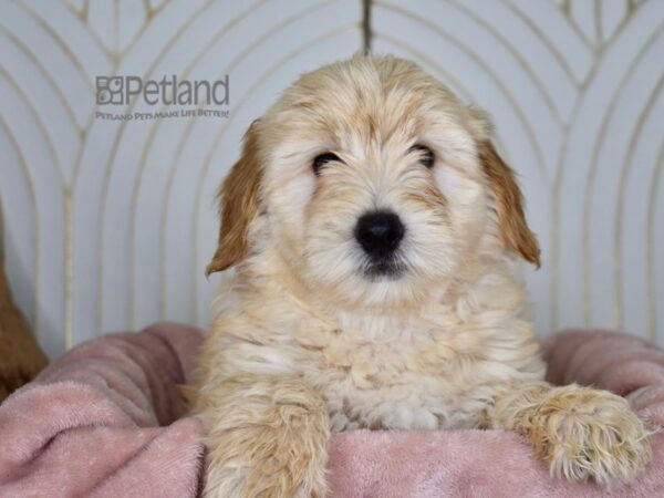 [#871] Golden Female Miniature Goldendoodle 2nd Gen Puppies For Sale