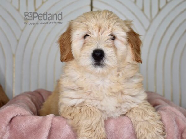 Miniature Goldendoodle 2nd Gen Dog Female Golden 870 Petland Independence, Missouri