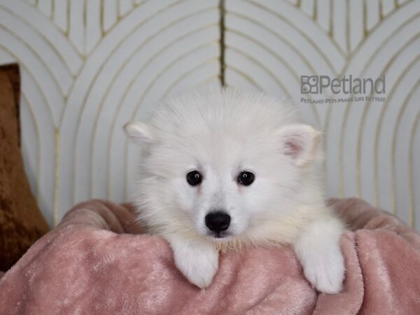 [#868] White Female American Eskimo Puppies For Sale