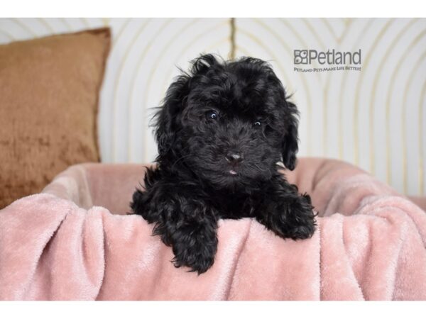 Havapoo-Dog-Female-Black-867-Petland Independence, Missouri