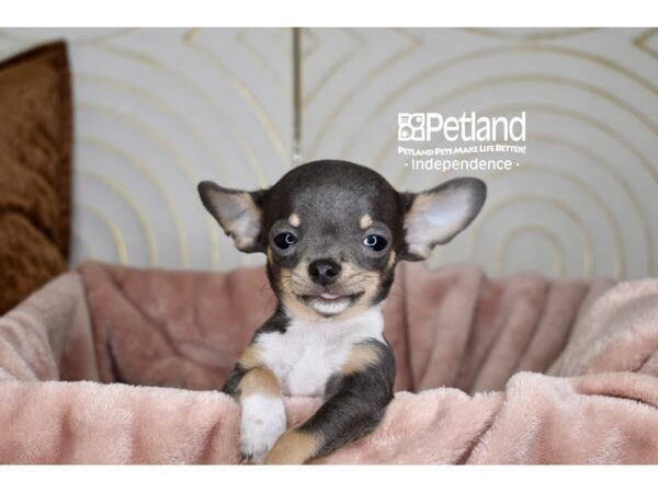 Chihuahua Dog Male Blue & White 5770 Petland Independence, Missouri