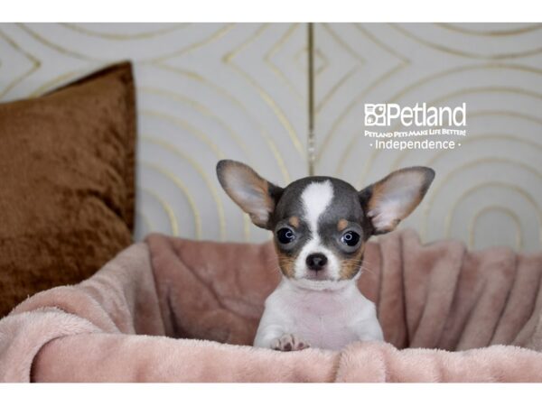 Chihuahua-Dog-Male-Blue, Fawn, & White-5771-Petland Independence, Missouri