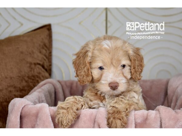 Cockapoo 2nd Generation Dog Male Apricot 5768 Petland Independence, Missouri