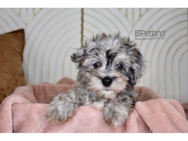 Havapoo Dog Female Blue Merle 874 Petland Independence, Missouri