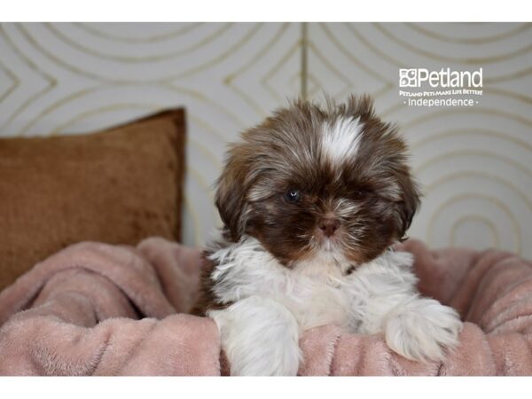 Shih Tzu-Dog-Male-Chocolate & White-5784-Petland Independence & Lee's Summit, MO