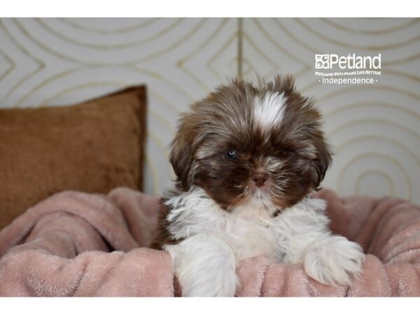 Shih Tzu Dog Male Chocolate & White 5784 Petland Independence, Missouri