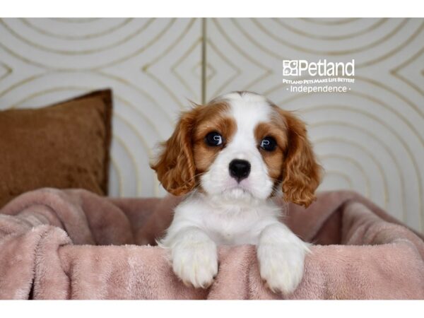 Cavalier King Charles Spaniel Dog Male Blenheim 5791 Petland Independence, Missouri