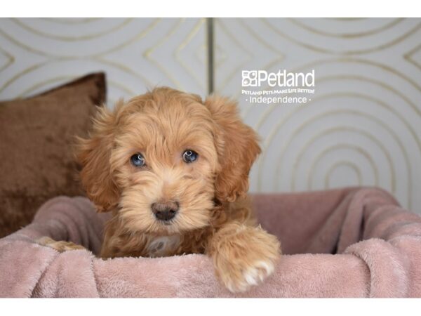 Poodle Dog Female Red 5776 Petland Independence, Missouri