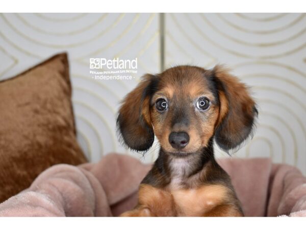 Dachshund Dog Male Wild Boar, Long Haired 5792 Petland Independence, Missouri