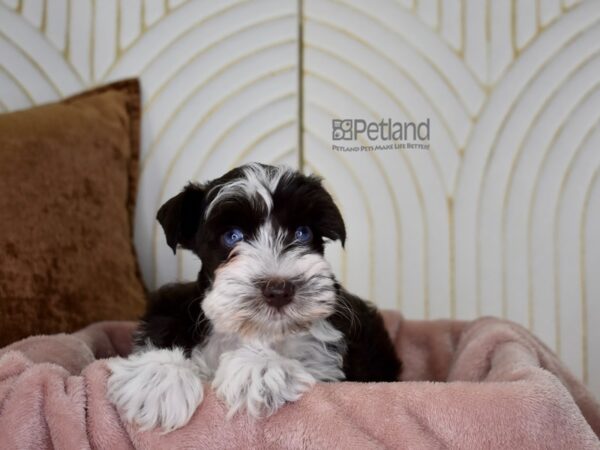 Miniature Schnauzer-Dog-Female-Chocolate & White-884-Petland Independence & Lee's Summit, MO