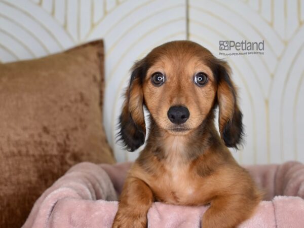 Dachshund Dog Male Wild Boar, Long Haired 880 Petland Independence, Missouri