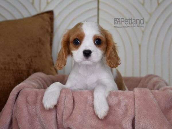 Cavalier King Charles Spaniel Dog Female Blenheim 898 Petland Independence, Missouri