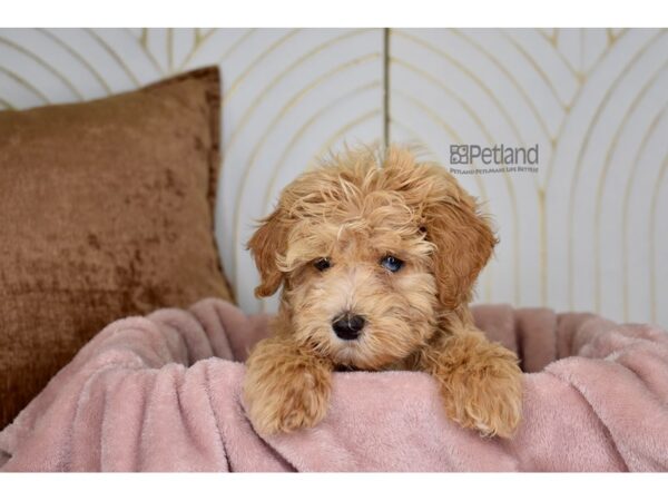 Poodle Dog Female Red 891 Petland Independence, Missouri