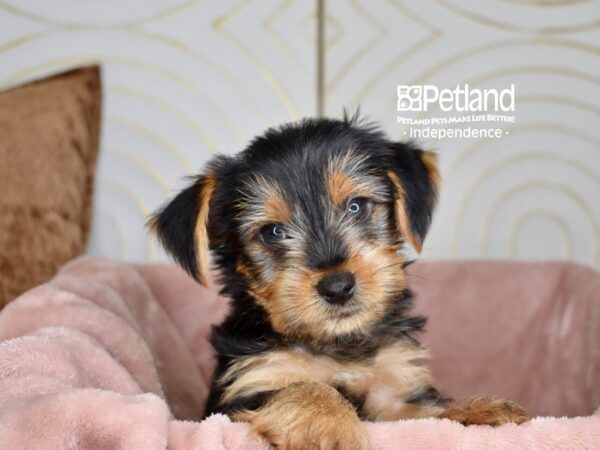 Yorkshire Terrier Dog Female Black & Tan 5795 Petland Independence, Missouri