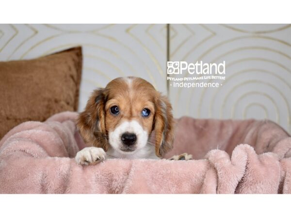 Dachshund Dog Female Red Piebald, Long Haired 5801 Petland Independence, Missouri