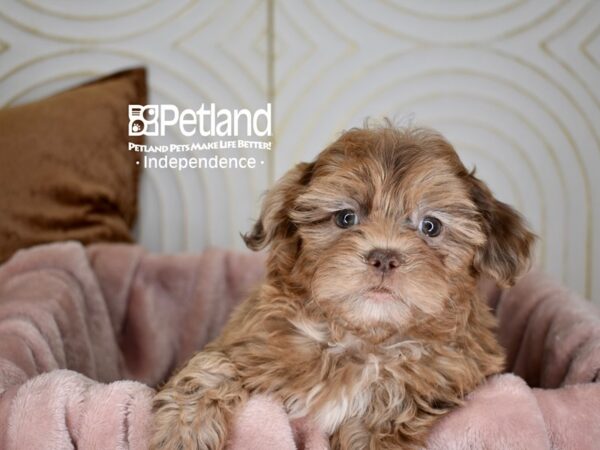 Shih Poo Dog Female Chocolate Merle 5625 Petland Independence, Missouri