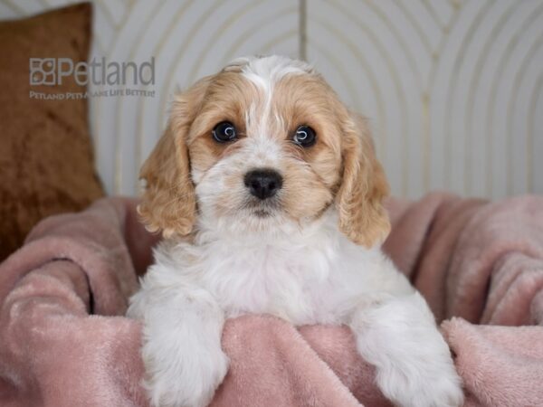 Cavapoo Dog Male Blenheim 767 Petland Independence, Missouri