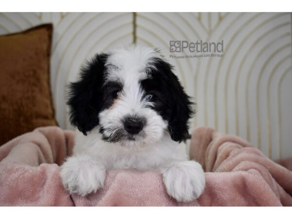 Miniature Goldendoodle 2nd Gen-Dog-Female-Black & White-782-Petland Independence, Missouri