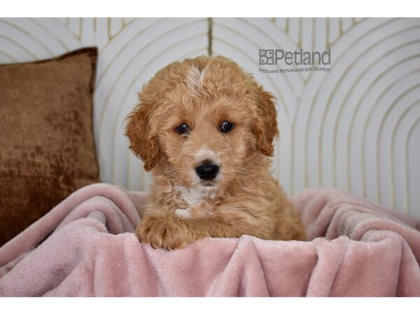 Miniature Goldendoodle 2nd Gen Dog Male Red 780 Petland Independence, Missouri