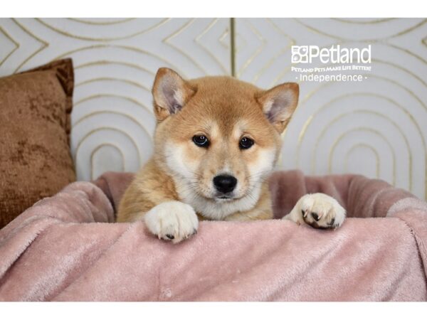 Shiba Inu-Dog-Male-Red Sesame-5673-Petland Independence, Missouri